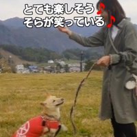 ゴルフボールを追いかけて走り回る犬