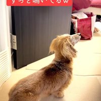 「どこにいるの？」