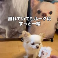 スーツケースのカバーと鏡