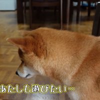 見つめる柴犬