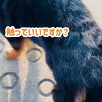 小学生に囲まれる超大型犬2