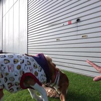 ペコちゃんがオヤツを横取り！