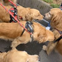 落ち着いている先輩犬