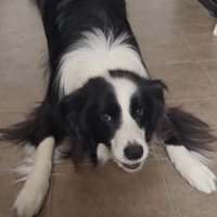 プレイバウの姿勢を見せる中型犬