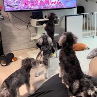 シュナウザーたちが集合！