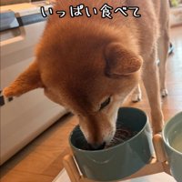 食べる豆柴