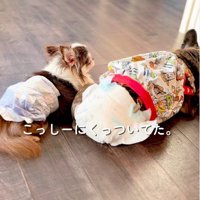 他の保護犬にくっついて過ごす