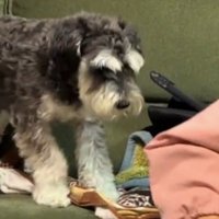 おばあちゃんの服を口から放す犬