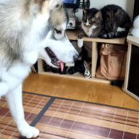 めげない大福ちゃん♪