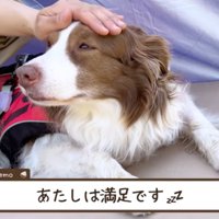 女性と一緒にシートの上に寝転がるボーダーコリー