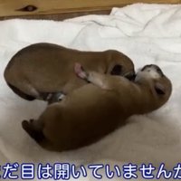 寄り添う2匹の犬