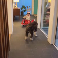 サンタごっこをするププくんと女の子4