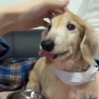撫でられるれっくすくん