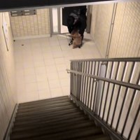 飼い主を出迎える小型犬