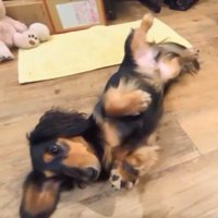 ゴロン