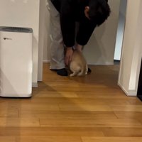 家族に撫でてもらう小型犬