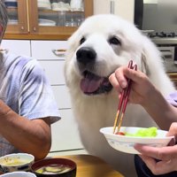 食卓へやってきたドレミちゃん