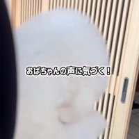 飼い主に抱き抱えられて、家の中にいる女性を見つめる犬