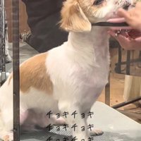 トリマーさんに任せよう！！