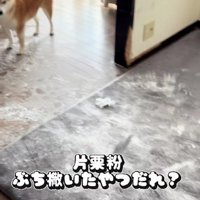 小麦粉を荒らしたのは誰？