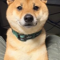 飼い主さんを見るこてつ君