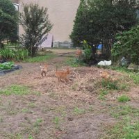 畑で遊んでいた子犬たち