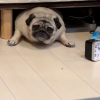 再チャレンジするしーちゃん