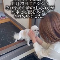 玄関で出迎える犬2