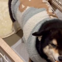 尻尾を振るさくらちゃん