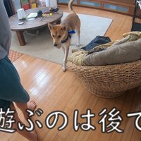 散歩中にお母さんに会った時のワンジローくん