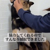 飼い主に口内の細胞を採取されている犬