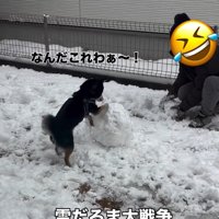 雪だるまを壊す千幸ちゃん