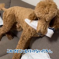 アンディくんの熱烈歓迎4