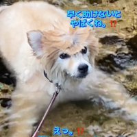 顔を上げる犬1