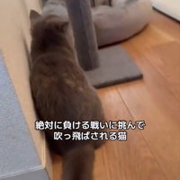 猫の後ろ姿