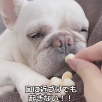 ボーロが食べられるビッグチャンス