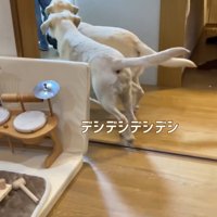 ご褒美のオヤツに大喜び