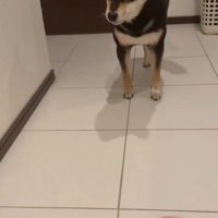 冷めた様子のあんこちゃん