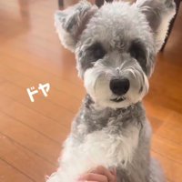 お手をして得意げな小型犬