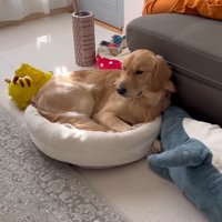 ベッドが羨ましいぷりんくん9