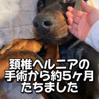 タイソンくんが回復するまで