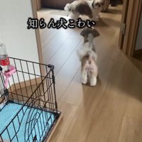 「誰！？」と距離を取るぽぽちゃん