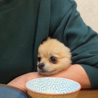 困り顔の犬