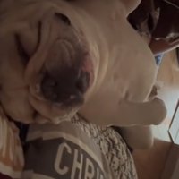 眠る犬