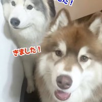 階段を降りてきた2匹の大型犬