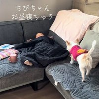 みーちゃんが赤ちゃんのそばへ
