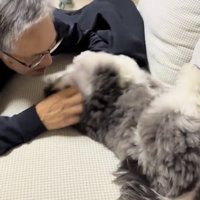 ソファで撫でられる犬