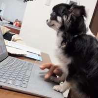 PCを見るオレオちゃん