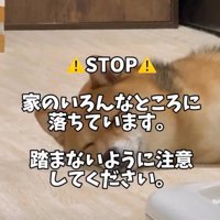 ころちゃんが「落ちている」