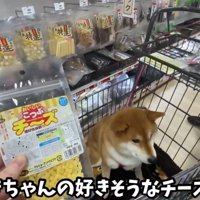 チーズのおやつ
